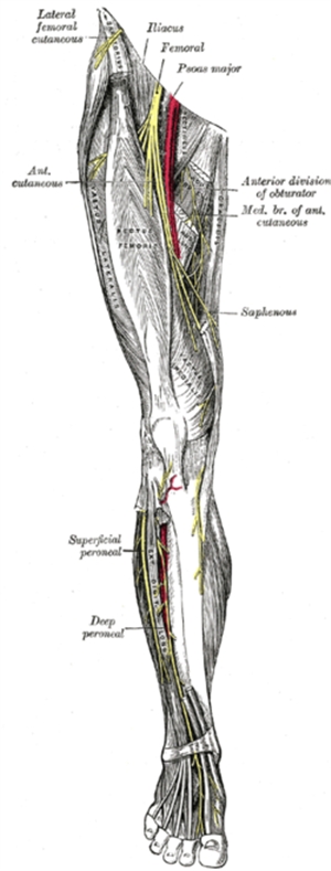 Tê bì vùng cẳng chân sau phẫu thuật tạo hình dây chằng chéo bằng gân chân ngỗng